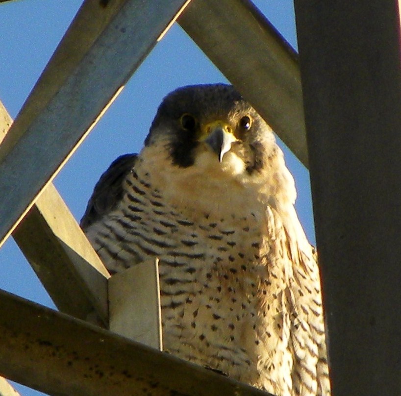 Falco peregrinus calidus tipo